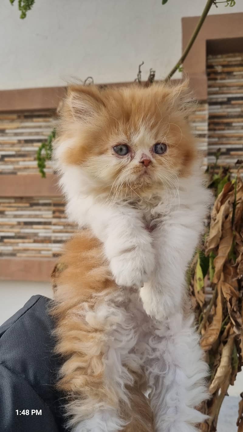 Persian kittens 1
