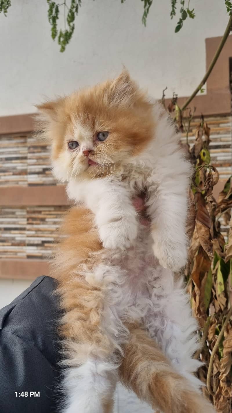 Persian kittens 2