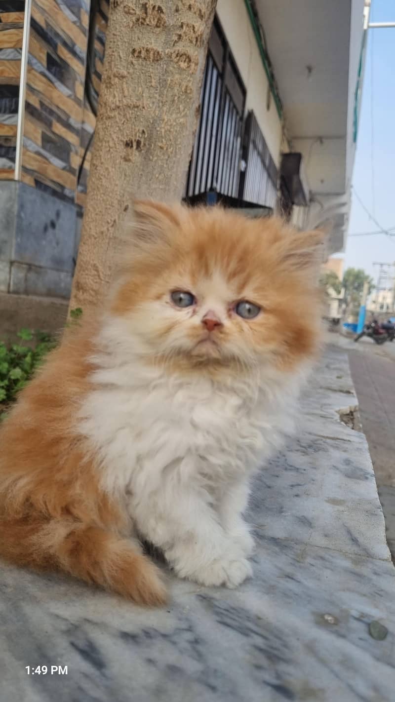 Persian kittens 3