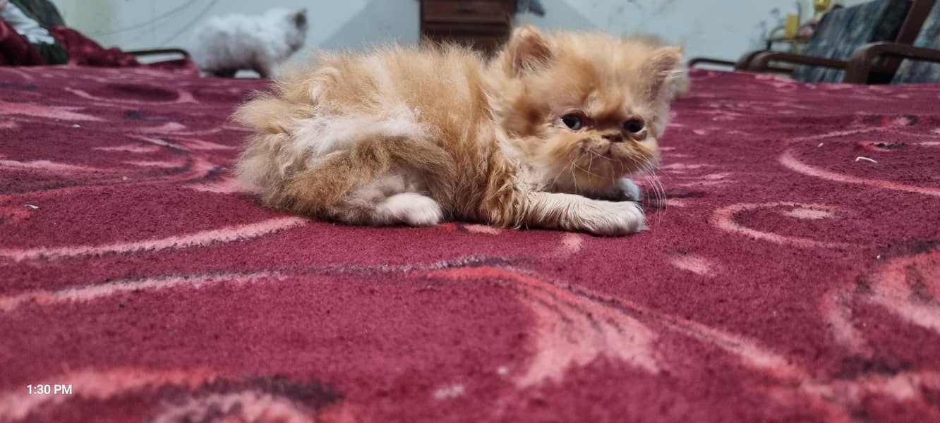 Persian kittens 5