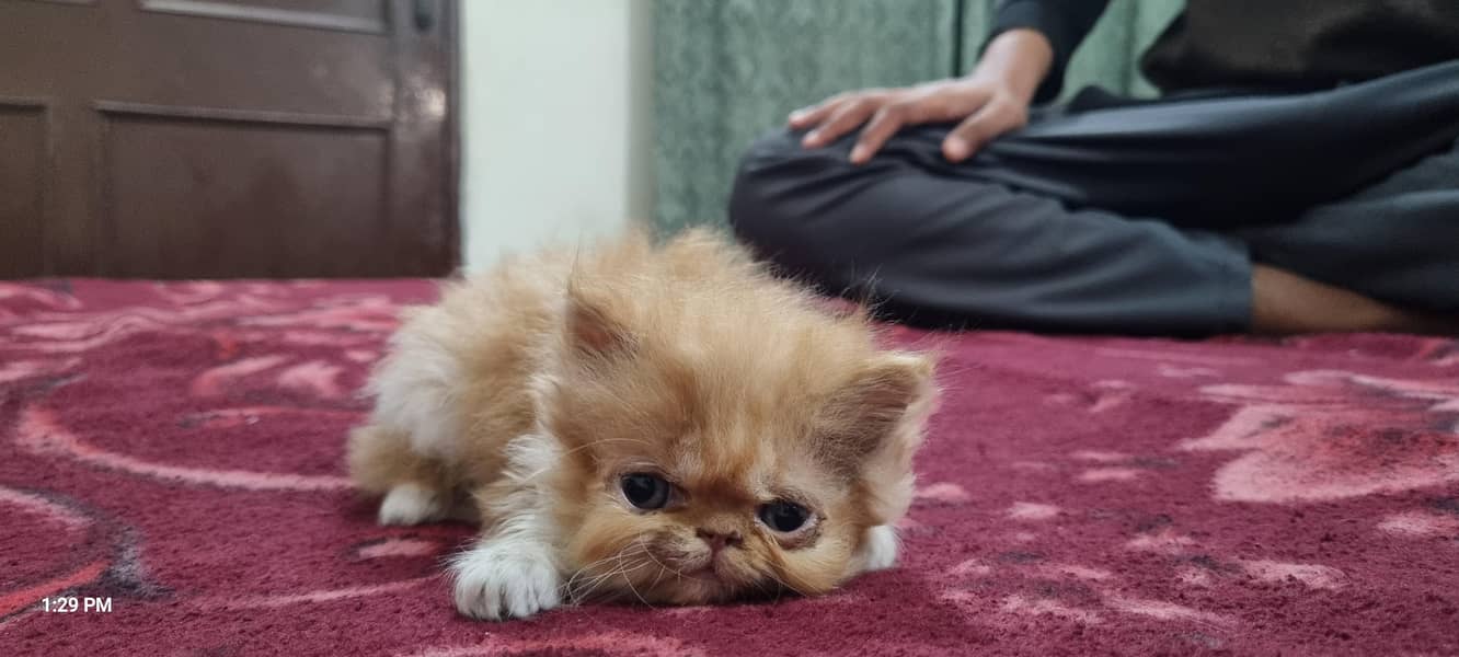 Persian kittens 6
