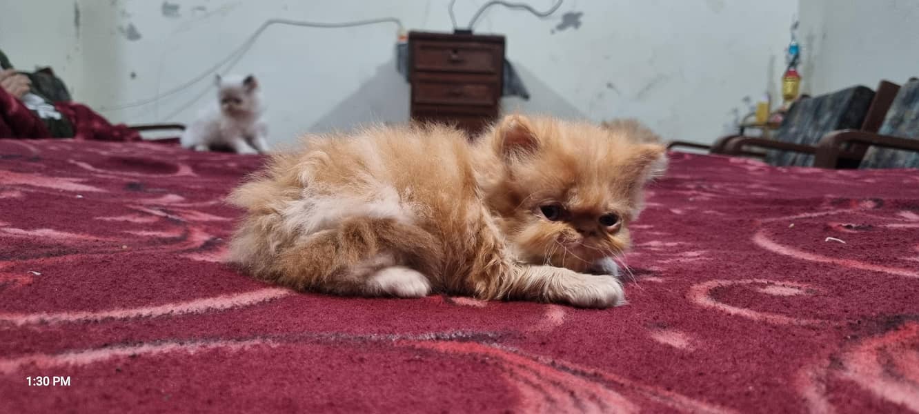 Persian kittens 7