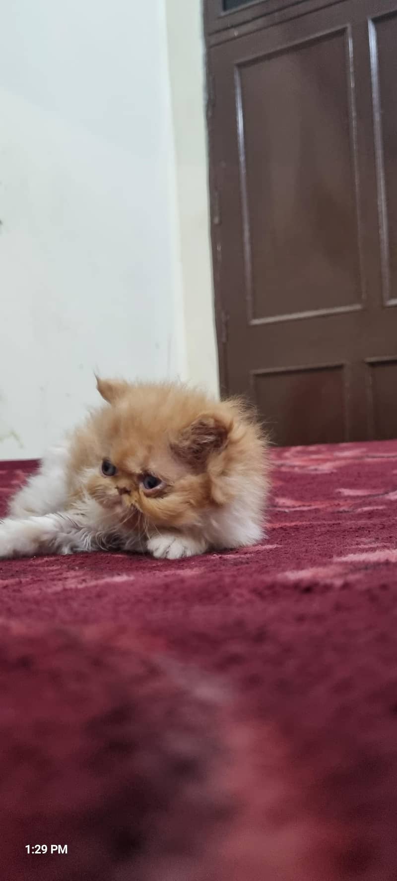 Persian kittens 8