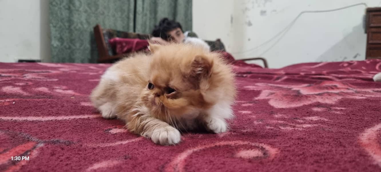 Persian kittens 9