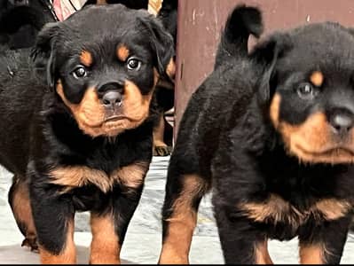 Female Rottweiler puppies looking for a new home