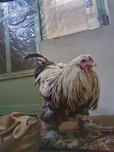 colmbian brama male for sell