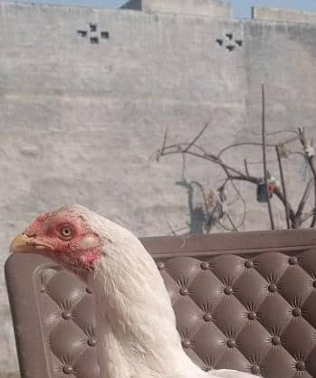 white asel pair white nok nali madi Ando k lay Tyr han