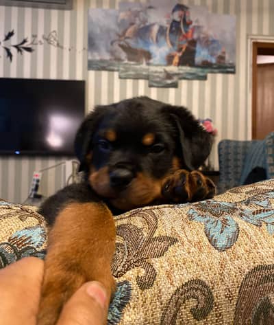 Female Rottweiler puppies looking for a new home