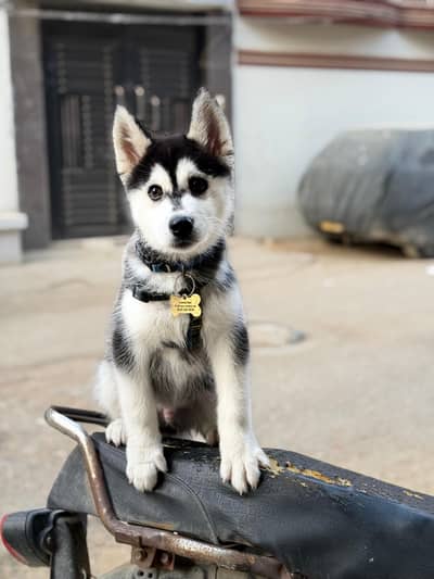 Siberian husky
