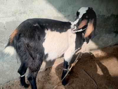 desi femal aik maa gaban and tedi bakra salei