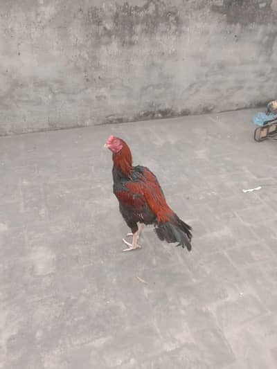 aseel murga for sale