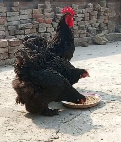 White, Golden, Black, White heavy Frizzle