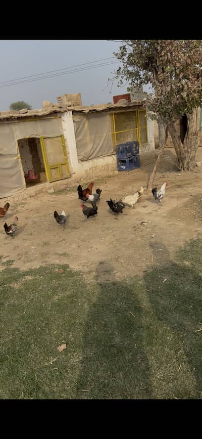 Golden misrii egg laying