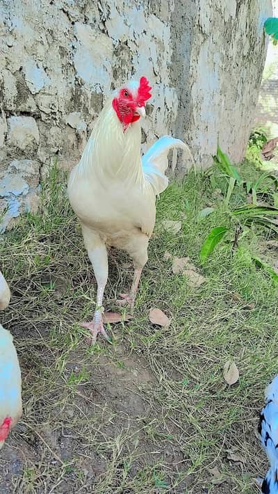 Aseel/Desi/golden misri hen and rooster