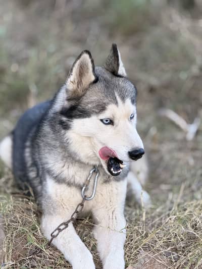 Siberian Husky Grey Male