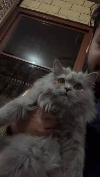 Persian cat , triple coat