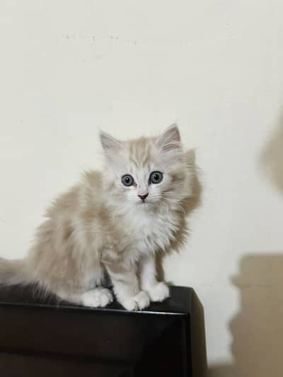 Persian Kitten Available