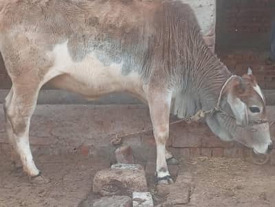 Bhai jisko Bhai Chahiye pese Kam ho skate hai