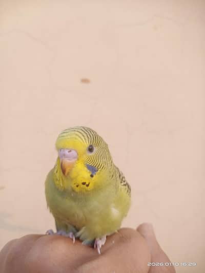 cute baby budgies olive green colour for sale