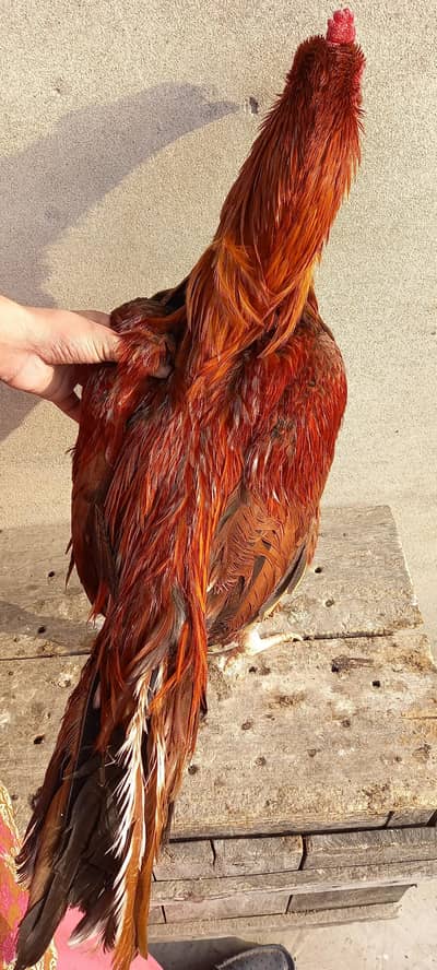 Aseel 1 Murgha 3 Hens 1 Pathi