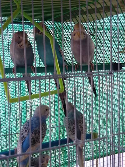 Premium Australian Budgies – Crested + TCB Chicks Available