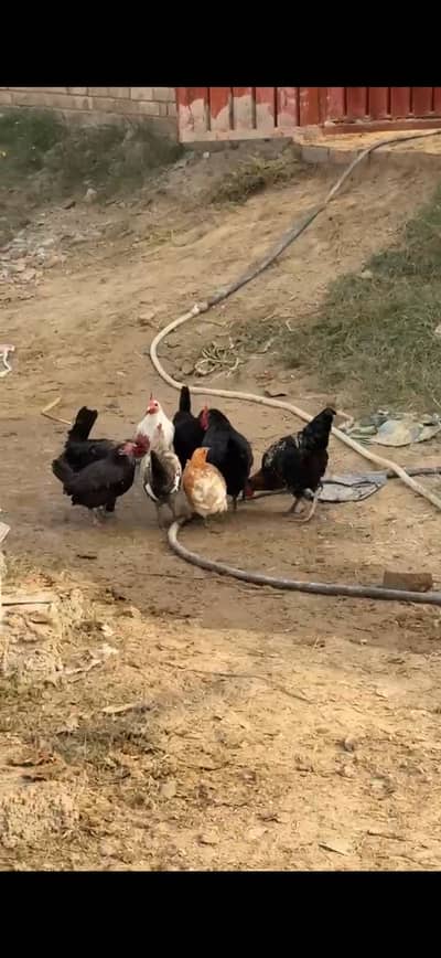 Goldan misriii egg layer