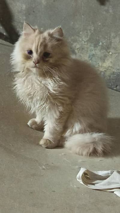 fawn clr male kitten active   and healthy