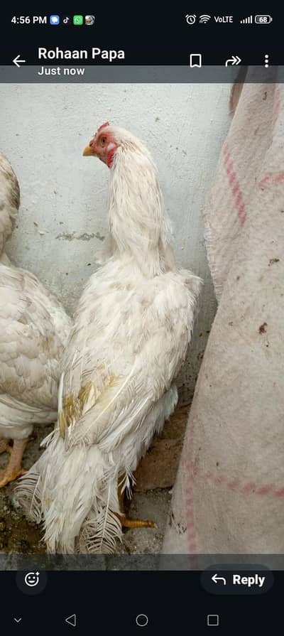 1 x aseel & 2 x aseel hens white