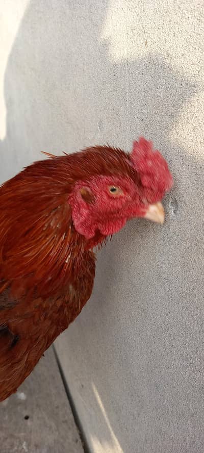 Aseel 1 Murgha 3 Hens 1 Pathi