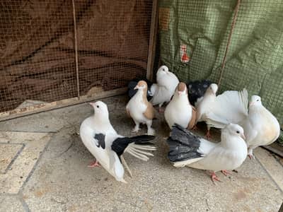 fancy pigeons