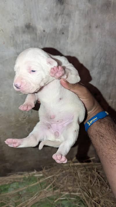 gultair female puppies