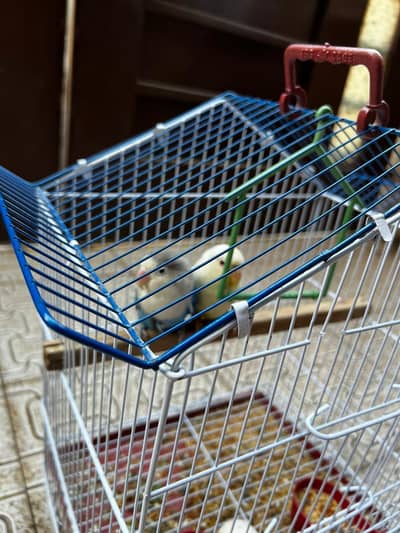 love birds pair for sale