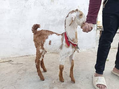 Tota Pari and Tapra Bakra Bachay Male Full Active