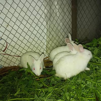 white Red Eyes Rabbits