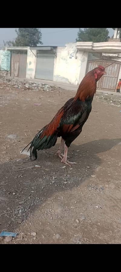 Aseel Sindhi (w)0323/98/45/711