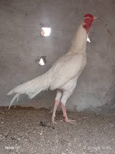 White Heera for sale