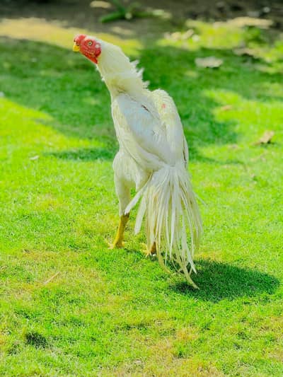 Indian Parrot BEAK | Parrot beak pure| Long Tail /  pure aseel | Hen