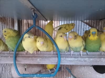 Good quality parrots for sale