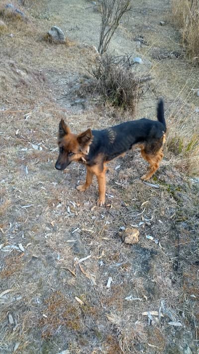 Jora  available hai double cote