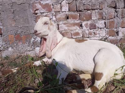 pure desi bakra For qurbani 2026