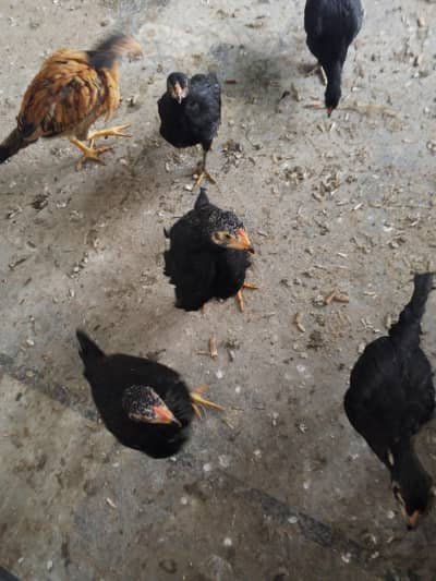 heera hins shamo breaker chiks