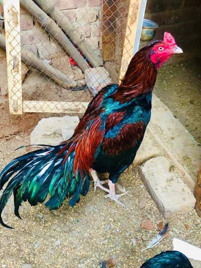 Kasi Bhai ko pasnad ay rabta kar Sakta