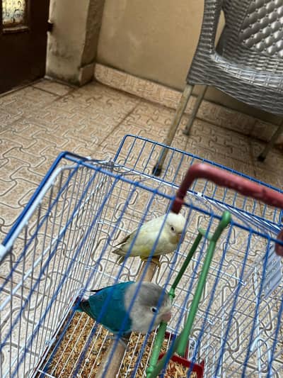 love bird pair