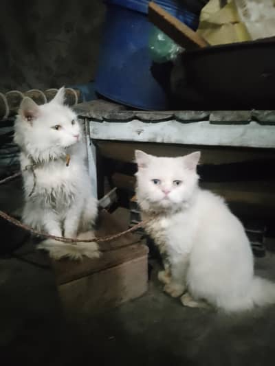 white pair cat