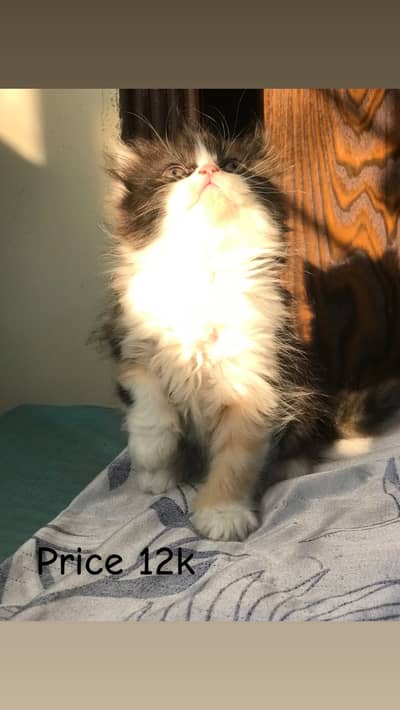 Persian female kitten active