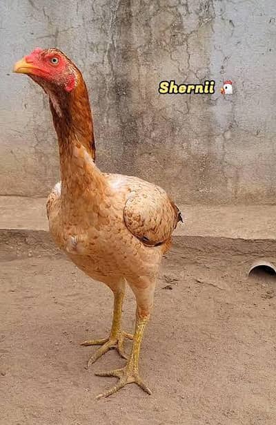 aseel chicken urgent sale hen kurak
