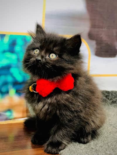 home delivery Persian punch face cat kitten