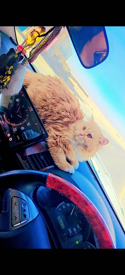 Orange Persian Cat Tripal Coated (Male)