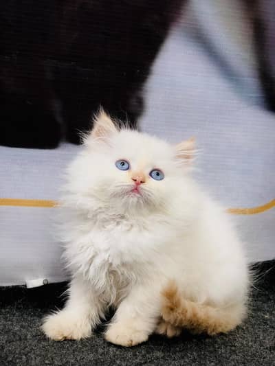 cash on delivery Persian punch face cat kitten 