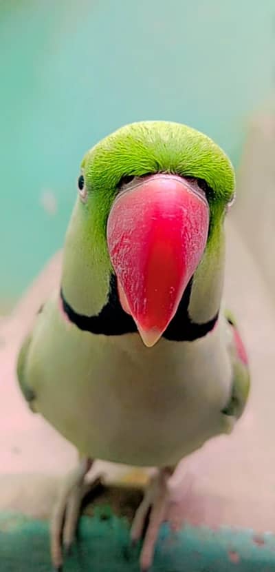 Raw Hand Tame Parrot